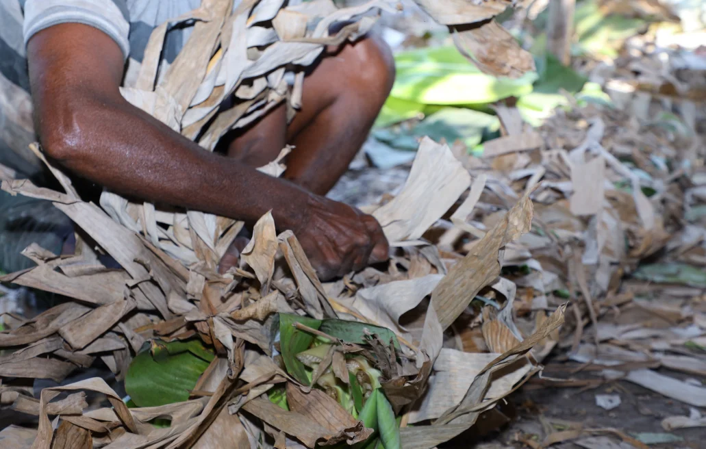 Premium Dried Banana Leaves